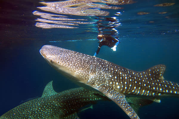 Si Datu Bua's 11-Day Banda Spice Island - Day 3 - Diving with Whalesharks