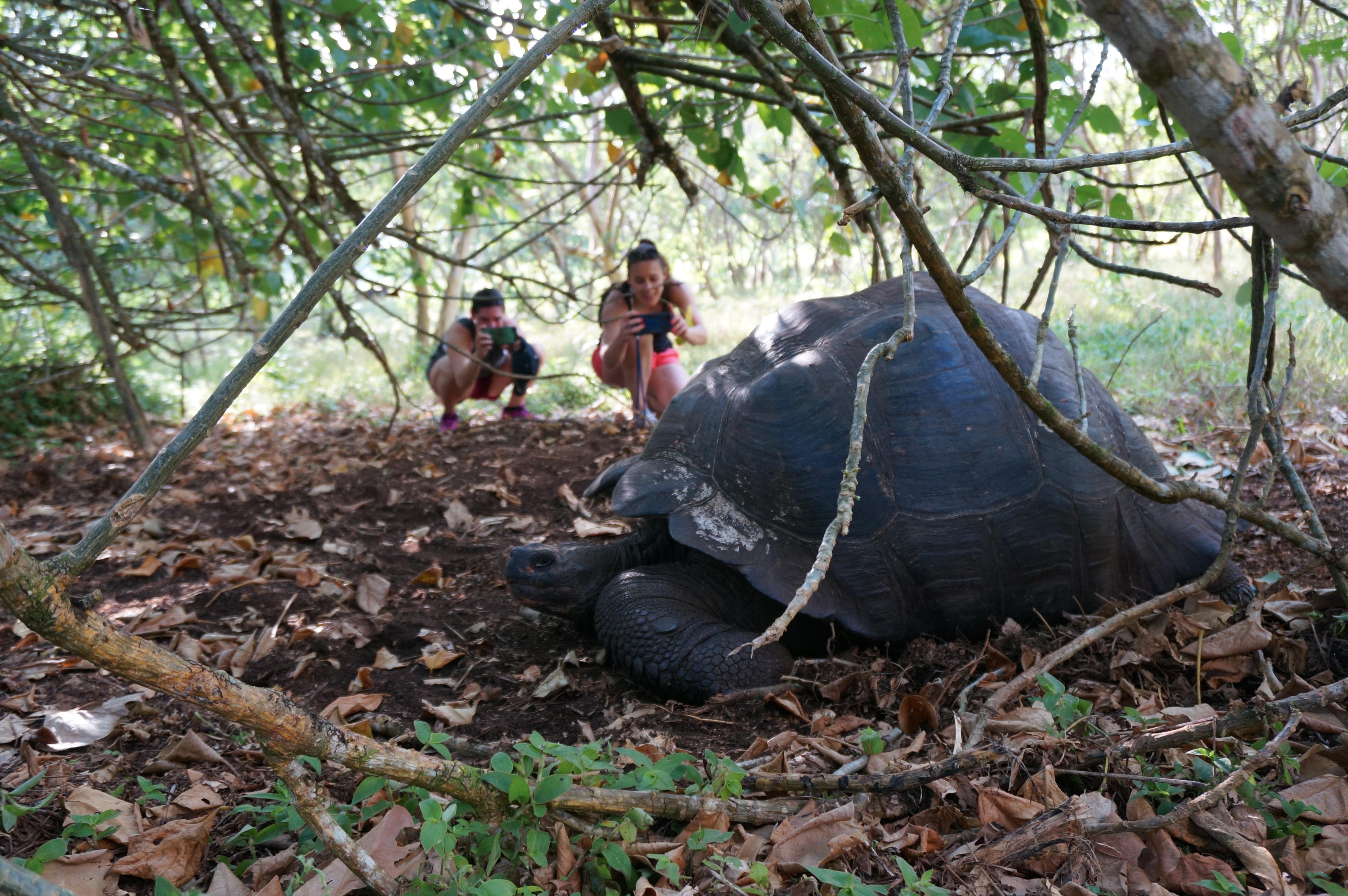 Montemar Eco Luxury Villas 6-Day Itinerary Day One -  Galapagos Giant Turtle.