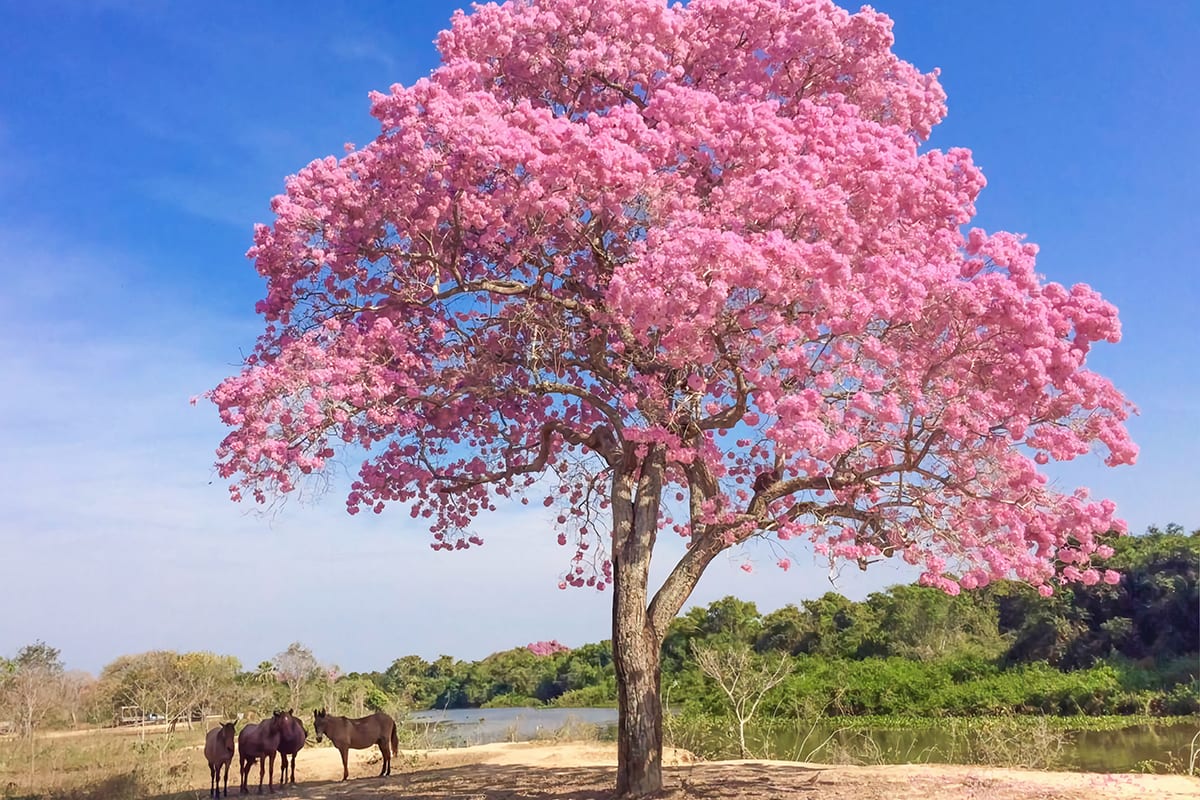 捷豹Flotel &套件——捷豹极端之旅