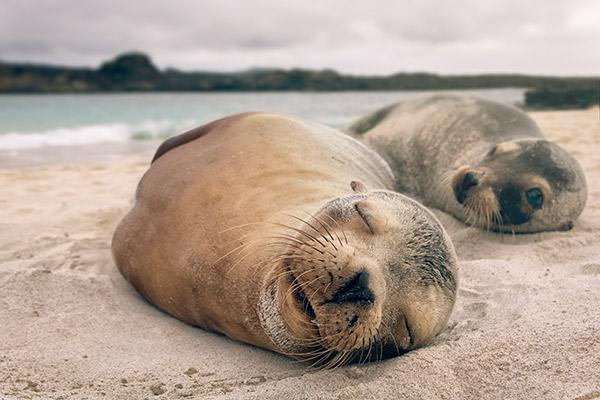 Galapagos sea lions.