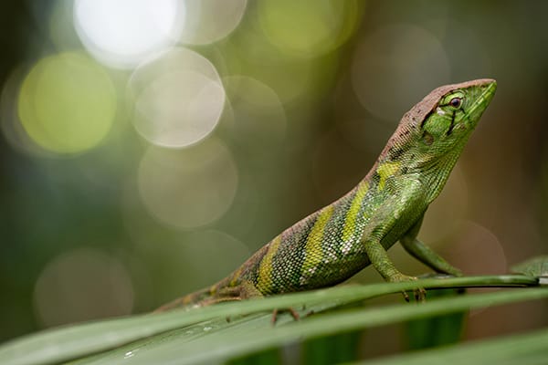 Napo Wildlife Center's Premium 4-Day Tour Day Three - Lizard Sighting.