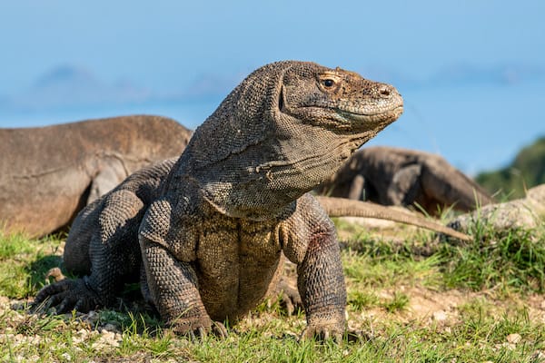 Jelajahi Laut's 4-Day Komodo National Park - Day 1 - Komodo dragon