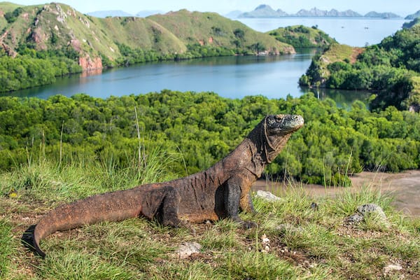 Jelajahi Laut's 5-Day Komodo National Park - Day 3 - Komodo Dragon