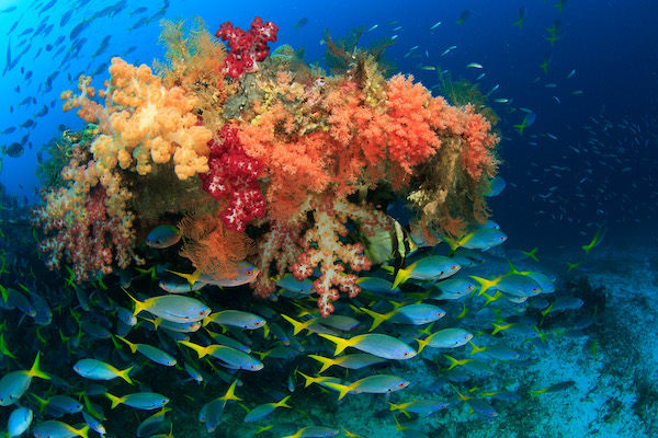 Jelajahi Laut's 7-Day Raja Ampat - Day 5 - School of fishes