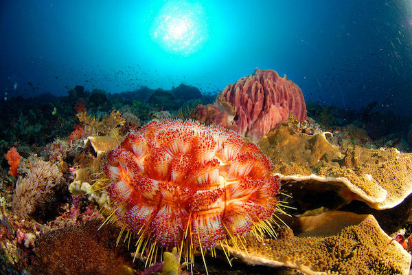 Jelajahi Laut's 8-Day Raja Ampat - Day 7 - Underwater World