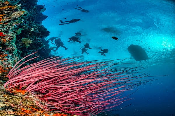 Scubaspa ZEN Indonesia's 11-Day Best of Komodo Expedition - Day 3 - Komodo Dive