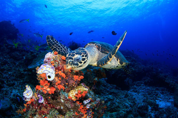 Scubaspa ZEN Indonesia's 11-Day Forgotten Islands: Ambon to Sorong - Day 9 - Diving with Turtle