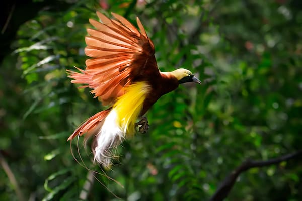 Scubaspa ZEN Indonesia's 8-Day Raja Ampat Expedition - Day 4 - Red Bird of Paradise