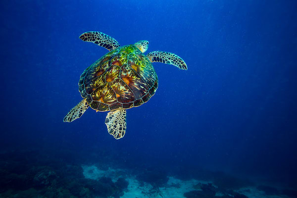 The Jakare's Raja Ampat - Day 6 - Turtle