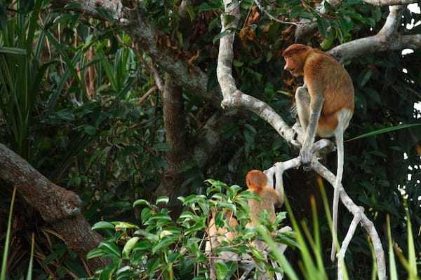 Sekonyer's 4-Day Tanjung Puting & Camp Leakey - Day 2 - Proboscis Monkey