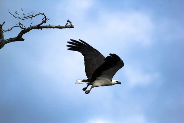 Sekonyer's 4-Day Tanjung Puting & Camp Leakey - Day 4 - Eagle