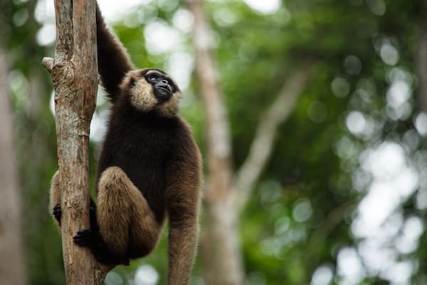 Sekonyer's 5-Day Tanjung Puting & Camp Leakey - Day 5 - White-faced Gibbon