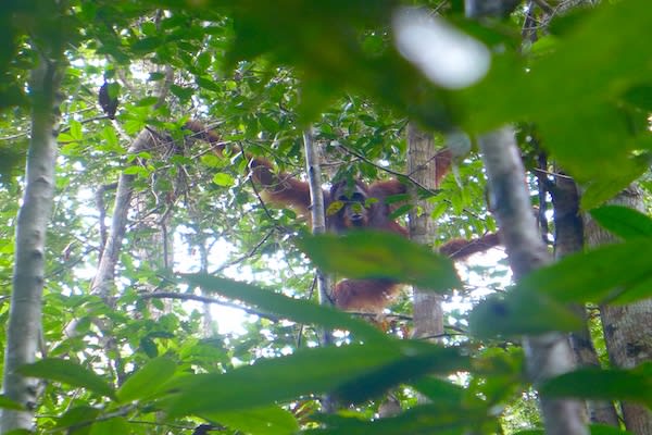 The Spirit of Kalimantan's 3-Day Katingan River & Sebangau National Park - Day 1 - Wild Sebangau Orangutan