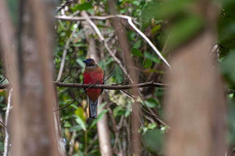 The Spirit of Kalimantan - Katingan River & Sebangau National Park - Day 3