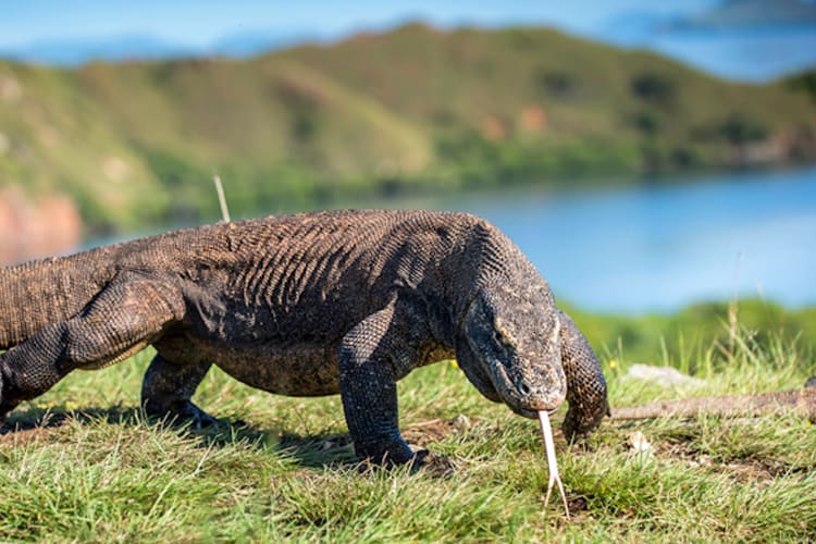 Dewata - Komodo Islands - Day 4