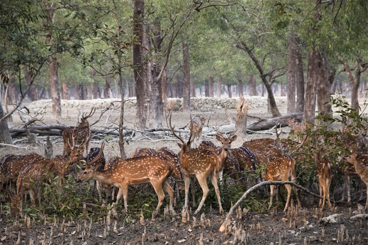 恒河维拉斯- Sivasagar to Kolkata-4