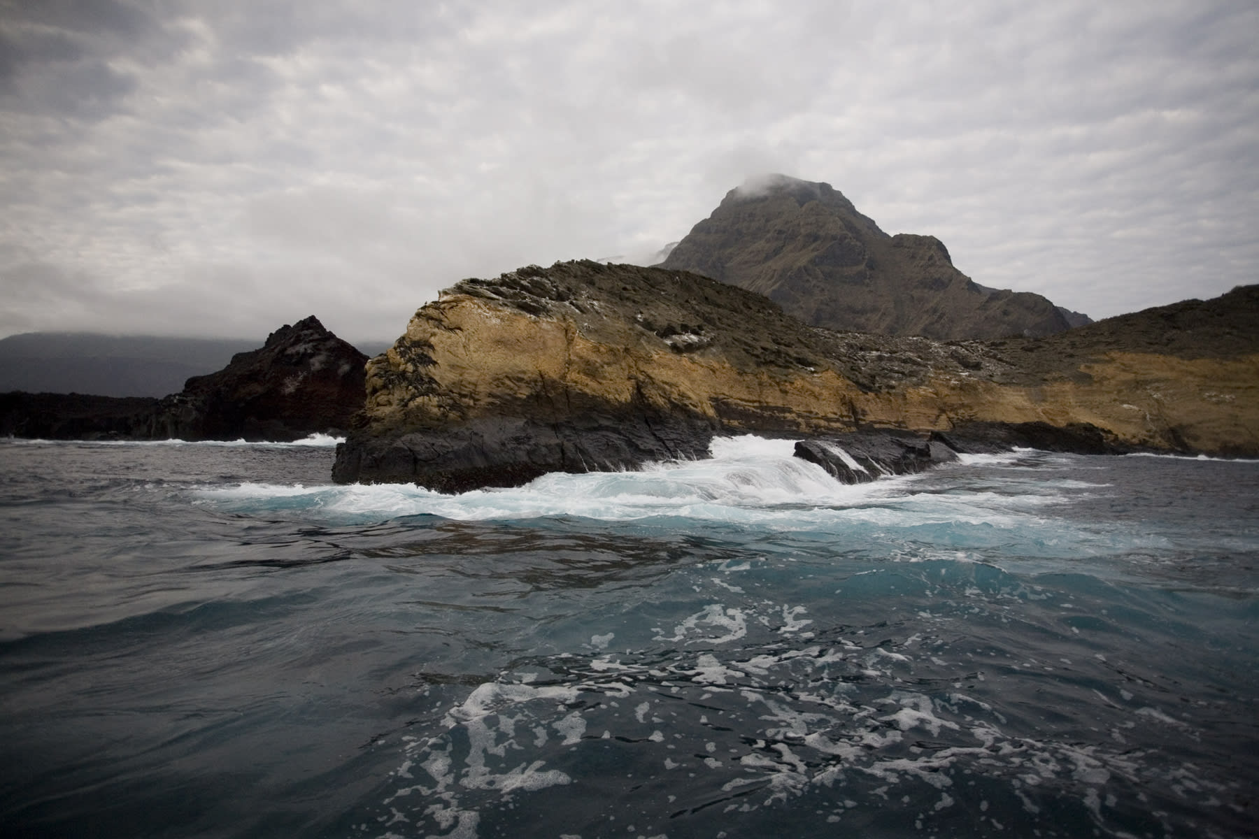 Petrel (Golden not ready yet) - Isabela, Fernandina & Central Islands