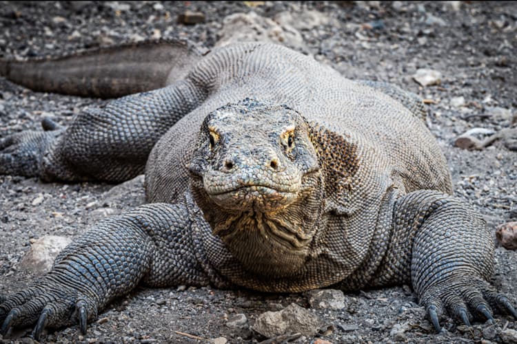 Majik (NewSupplier) - Komodo Island-8