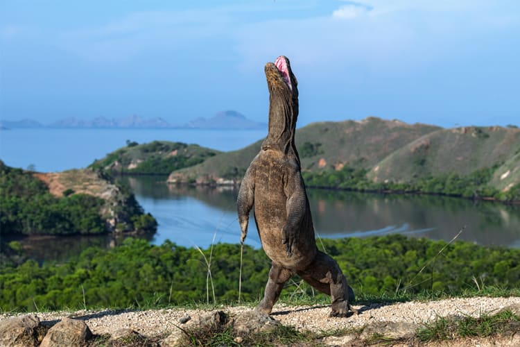 Mischief  - Komodo National Park