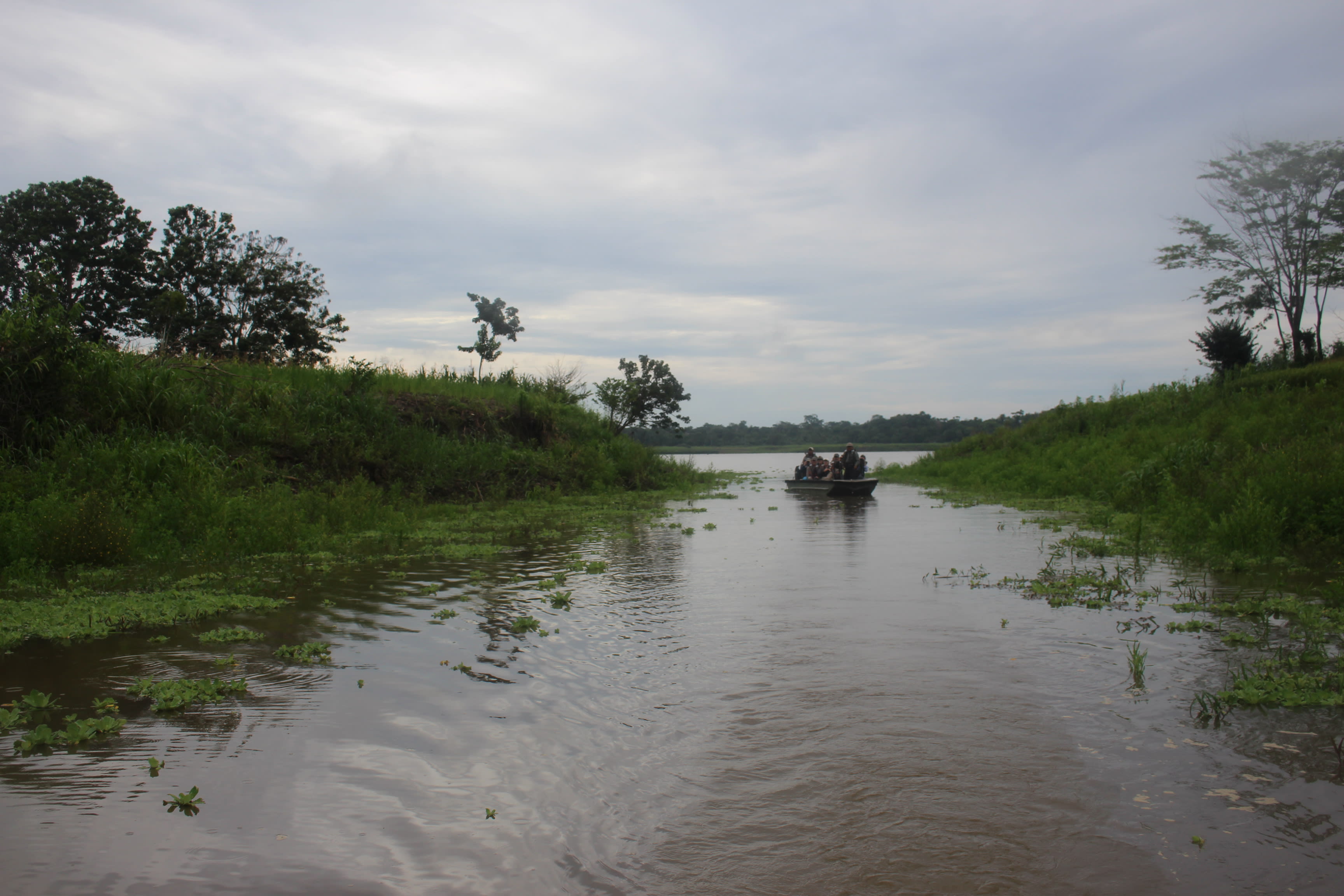 Cattleya - Ucayali River