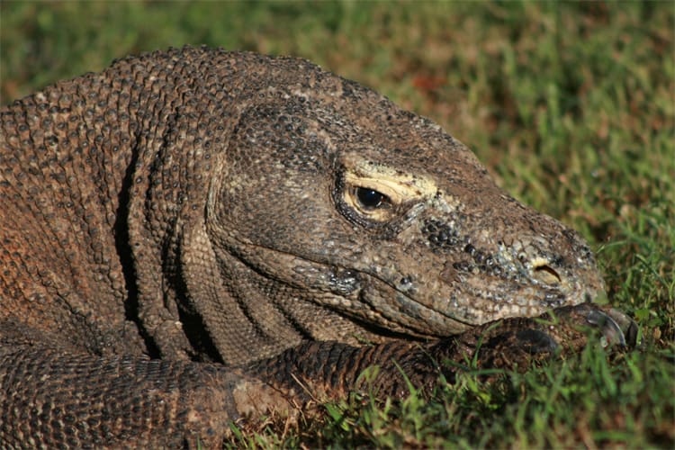 Ombak Putih - Orang Utans & Dragons - Borneo to Komodo- Day 11