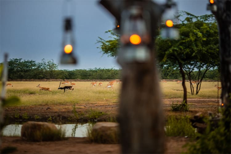 The BlackBuck Lodge - Exploring The Blackbuck-Day 1