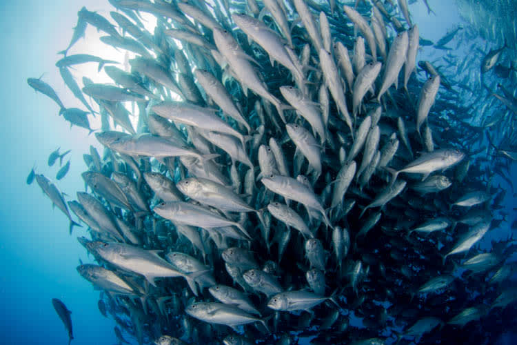 Majik - Banda Sea & Raja Ampat - Day 1