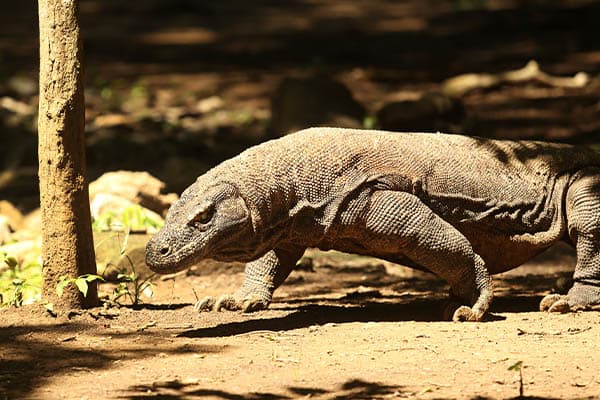 Alila Purnama - Komodo Islands - Day 3