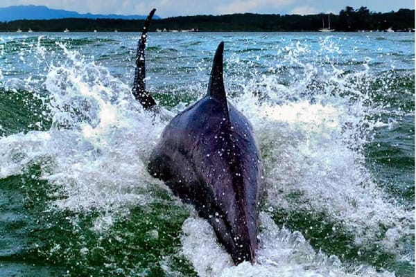 Kontiki - Pura Vida Costa Rica