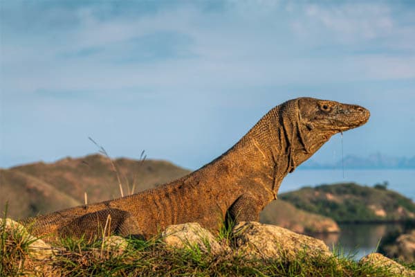 Oracle Yacht - Komodo National Park - Day 4