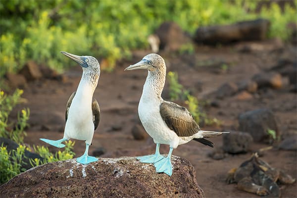 Santa Cruz II (HRTG) - Eastern - In Darwin’s Footsteps