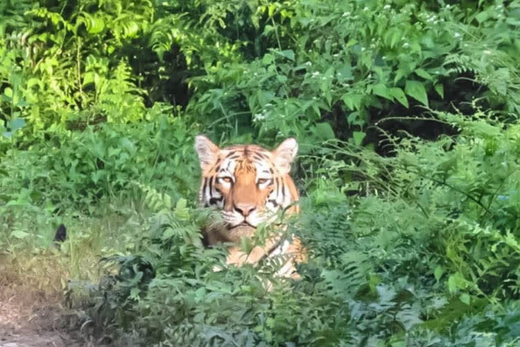 Charaidew II - River Island Cruise - Day 3