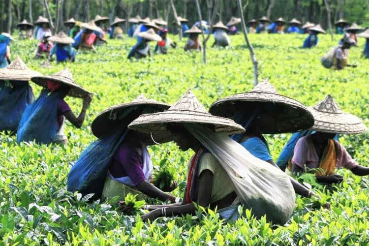 Charaidew II - River Island Cruise - Day 7