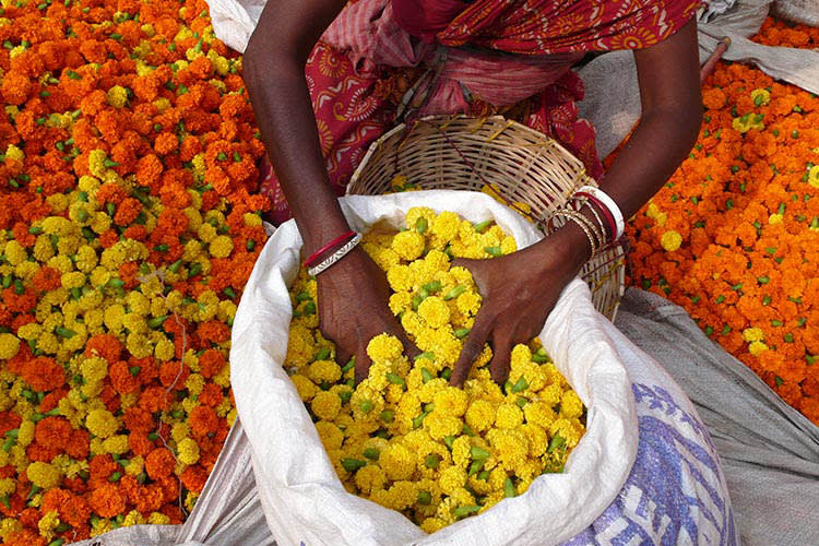 Kalaw Pandaw - The Lower Ganges River : Farakka - Kolkata - Day 1