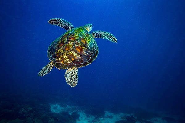 Sanctuary - Raja Ampat - Day 3