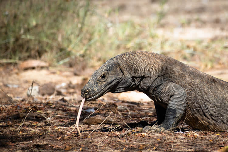 Tiger Blue - Komodo National Park - Day 3