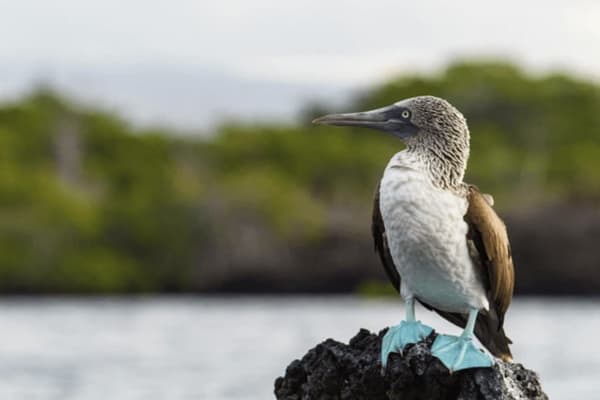 Angel Yacht - 5-day Cruise