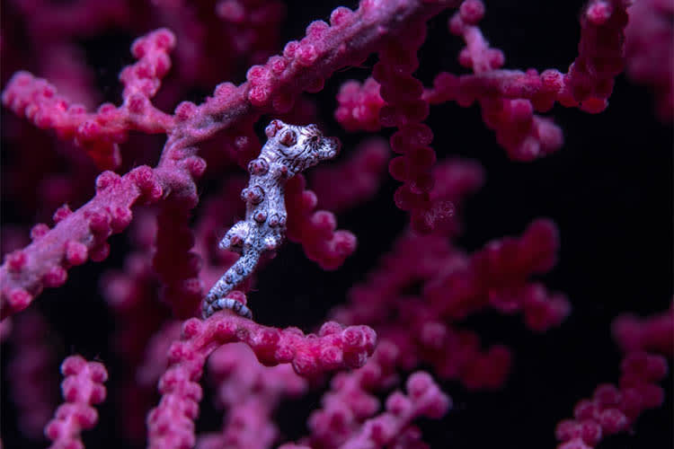 Calico Jack - Raja Ampat Full Park - Day 5