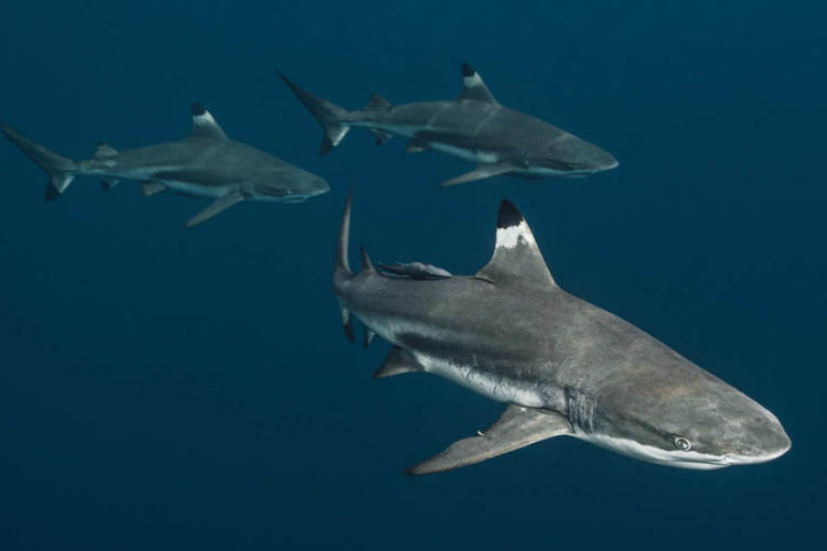 Calico Jack - Raja Ampat Full Park - Day 3