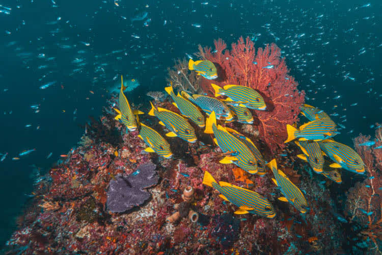 Calico Jack - Raja Ampat Full Park - Day 4