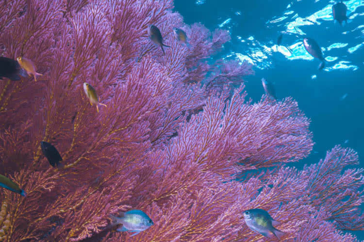 Calico Jack - Raja Ampat Full Park - Day 6