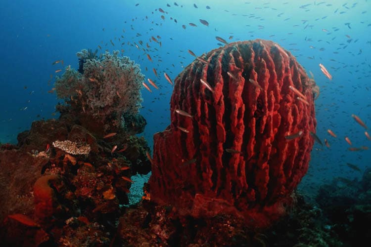 Calico Jack - Cendrawasih Bay : Manokwari - Nabire - Day 6