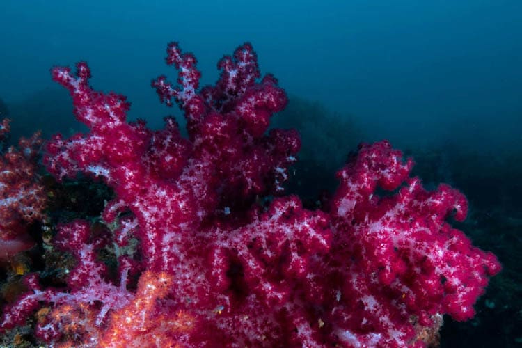 Calico Jack - Cendrawasih Bay : Manokwari - Nabire - Day 8