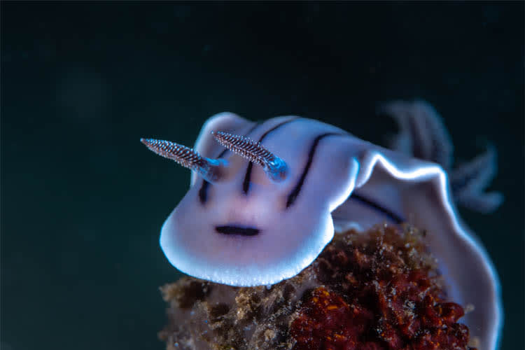 Calico Jack - Cendrawasih Bay : Nabire - Manokwari - Day 5