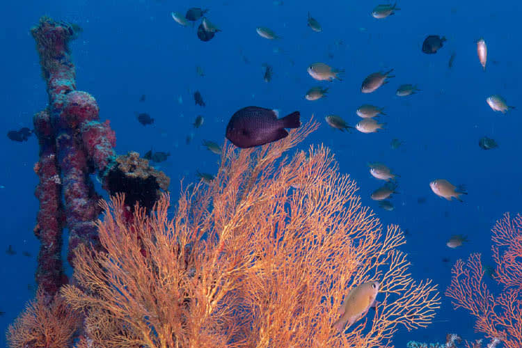 Calico Jack - Cendrawasih Bay : Nabire - Manokwari - Day 7