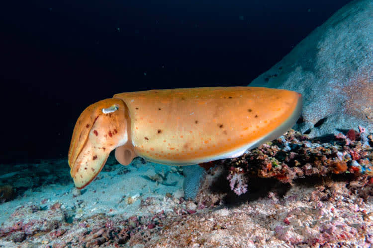 Calico Jack - Cendrawasih Bay : Nabire - Manokwari - Day 9