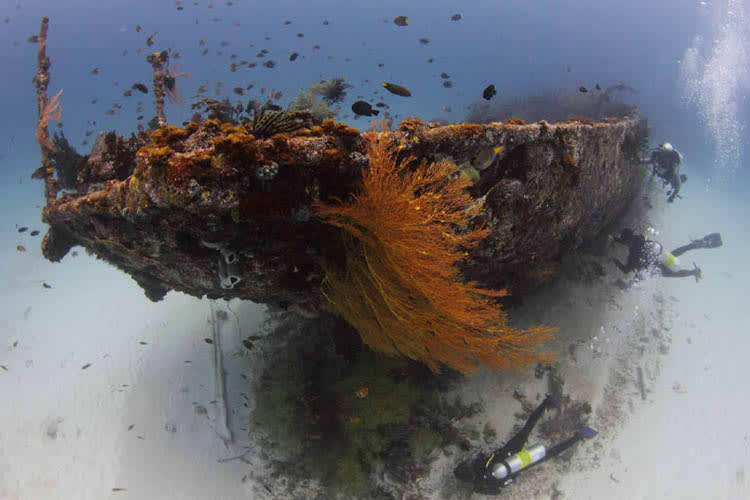 Calico Jack - Cendrawasih Bay : Nabire - Manokwari - Day 10