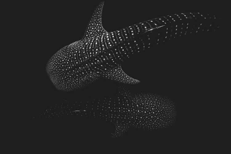 Calico Jack - Triton Bay - Raja Ampat - Day 3