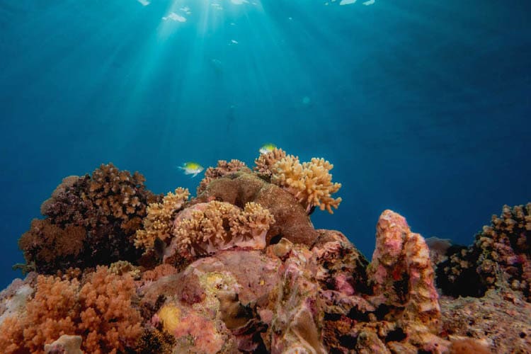 Calico Jack - Triton Bay - Raja Ampat - Day 11