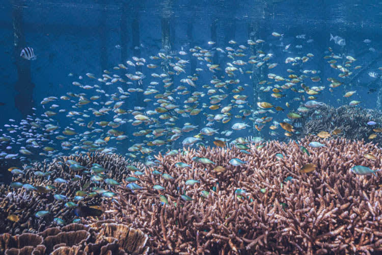 Calico Jack - Raja Ampat - Triton Bay - Day 5